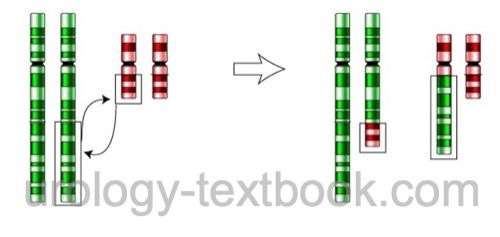 figure Balanced translocation between two chromosomes without loss of genetic material